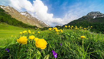 Blooming Fields Of Yellow Buttercup, Maloja Pass, Switzerland, blossoms, wildflowers, clouds, landscape, sky, mountains, alps HD wallpaper