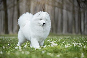 Samoyed, dog, white, green, caine HD wallpaper