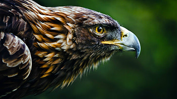 Blurred Vision of Eagle, Dynamic Wildlife Shot, Animal in Motion, Artistic Blur HD wallpaper