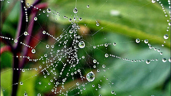Drops - Drops Water Mobile Nature Animated for 16:9 High HD wallpaper