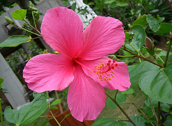 Flowers, Bloom, Flowering, Branch, Hibiscus, Stamen HD wallpaper