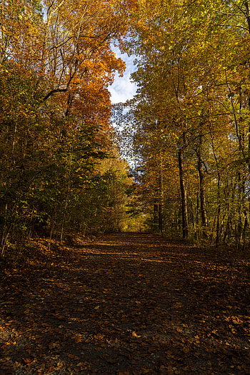Nature, Trees, Autumn, Park, Track, Fallen Foliage, Fallen Leaves HD phone wallpaper