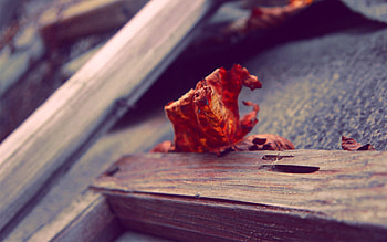 Autumn, Macro, Surface, Sheet, Leaf, Dry, Fallen HD wallpaper