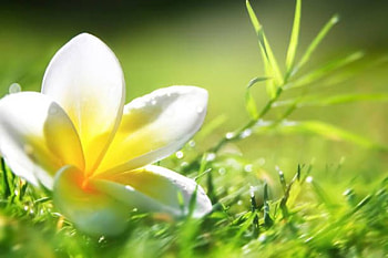 Frangipani, Flower, Plumeria, White, Green, Grass, Water drops HD wallpaper