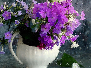 purple flowers, purple, rain, vase, nature, flowers, still, water HD wallpaper