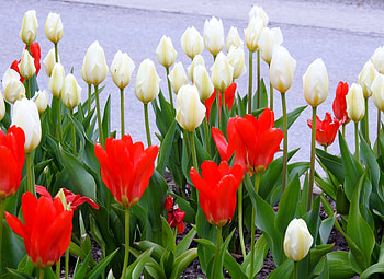 Red And White Spring, Tulips, Red, White, graphy, Flowers, Spring HD wallpaper