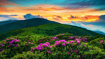 North Carolina Appalachian Trail, Roan Mountain Highlands, hills, colors, clouds, landscape, flowers, sky, usa, sunset HD wallpaper