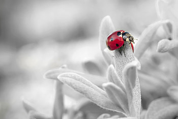 Flower, Macro, Petals, Insect, Ladybug, Ladybird HD wallpaper
