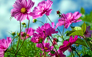 Cosmeya, blue sky, bokeh, purple flowers, summer, beautiful flowers, Cosmos HD wallpaper