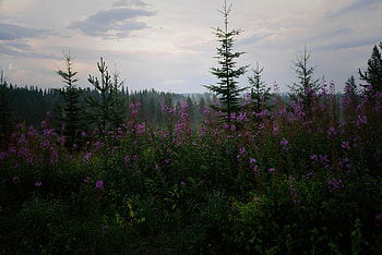 Nature, Flowers, Trees, Forest, Fir, Spruce HD wallpaper