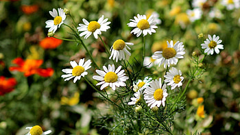 Flowers, Grass, Leaves, Camomile HD wallpaper