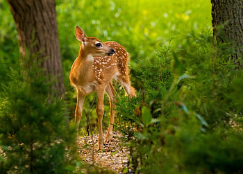 Nature animals deer, , Mobile backgrounds HD wallpaper