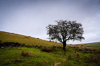 Nature, Grass, Wood, Tree, Field HD wallpaper