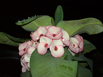 gina's flowers, different kinds HD wallpaper