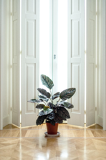 Interior, Miscellanea, Miscellaneous, Room, Door, Indoor Plant, Houseplant HD phone wallpaper