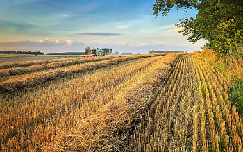Harvest, grain, field, tree HD wallpaper