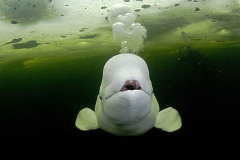 Beluga Whales, Arctic circle dive center, Animal graphy, Arctic adventure HD wallpaper
