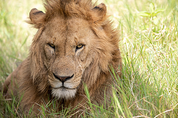 Animals, Grass, Muzzle, Lion, Predator, Big Cat, Sight, Opinion HD wallpaper