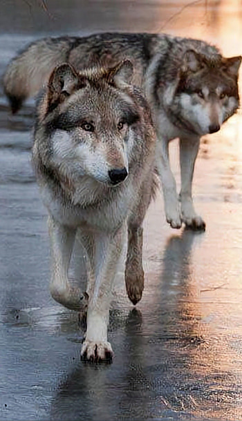 Gray Wolf, Beautiful wolves, Wolf , Wolf love HD phone wallpaper