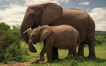 elephants, baby, mother, love HD wallpaper