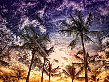Landscape, Trees, Palms HD wallpaper
