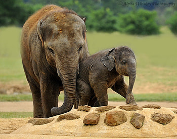 Elephants, baby, cute, zoo, elephant HD wallpaper