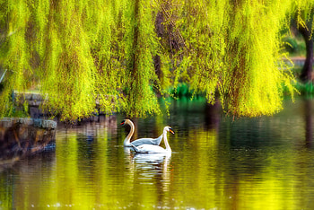 Two swans in water, lake, pond, tree, beautiful, spring, serenity, summer, reflection, branches, couple, swan, willow, romantic HD wallpaper