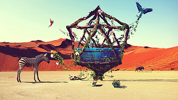 Water, Art, Zebra, Desert, Bird, Creative, Justin Maller, Justin Muller HD wallpaper