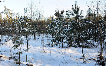 Landscape, Winter HD wallpaper