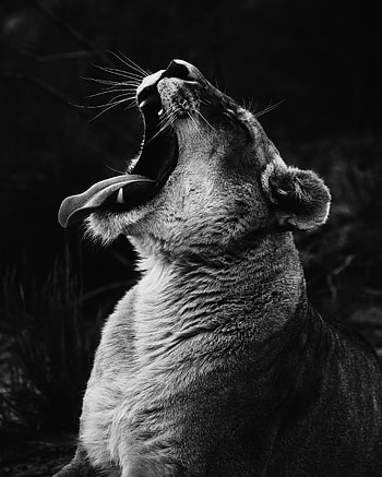 Animals, Grin, Predator, Lioness, Bw, Chb, Scream, Cry HD phone wallpaper