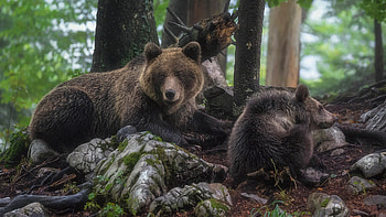 Bear, animal, paw, cub HD wallpaper