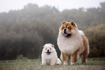 Mother and baby, Chow Chow HD wallpaper