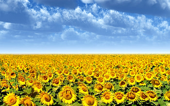 Sunflower field, field, yellow, flower, nature, sunflower HD wallpaper