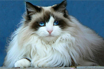 Beautiful Cat, cool, cat, beautiful HD wallpaper