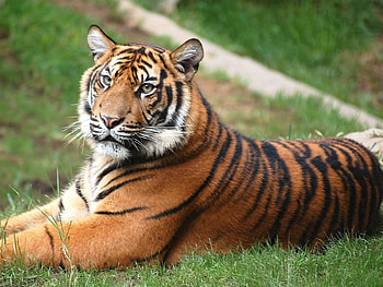 Animals, Grass, To Lie Down, Lie, Big Cat, Rest, Relaxation, Tiger HD wallpaper
