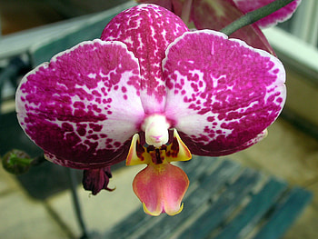 orchide HD wallpaper