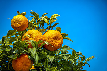 Nature, Fruits, Leaves, Oranges, Branch, Citrus HD wallpaper