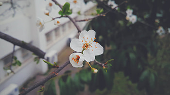 Flower, Macro, Wood, Tree, Bloom, Flowering, Branch, Spring HD wallpaper