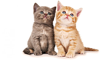 Cute cats, animal, kitten, cute, cat HD wallpaper