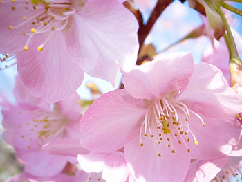 Dont Forget to Smell the Flowers, pink, pretty, petals, flower, nature, blossom HD wallpaper