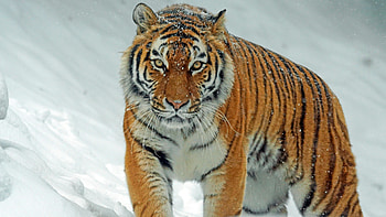 Tiger in Winter Snow, tiger HD wallpaper