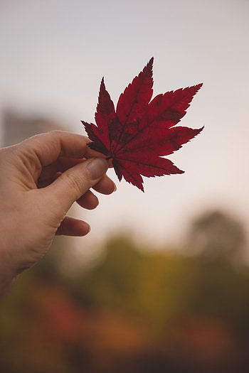 Hand, Miscellanea, Miscellaneous, Sheet, Leaf HD phone wallpaper