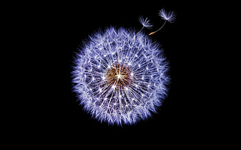 Dandelion Dark Background, dandelion, flowers, dark HD wallpaper