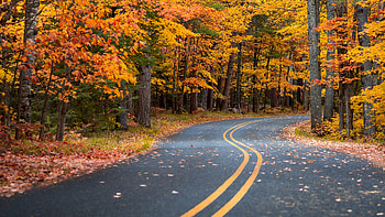 Autumn Drive Road , road, autumn, graphy HD wallpaper