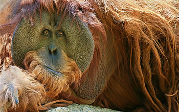 Orangutan, Top backgrounds, Majestic wildlife, Gentle demeanor HD wallpaper