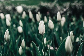 Flowers, Tulips, Flower Bed, Flowerbed, Spring, Blooms HD wallpaper