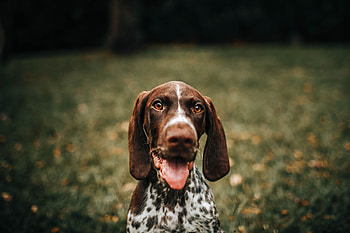 Animals, Dog, Muzzle, Protruding Tongue, Tongue Stuck Out, French Marriage HD wallpaper