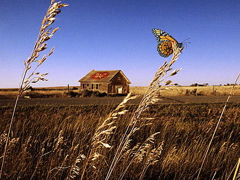 butterfly-1, distant view, grains, house HD wallpaper