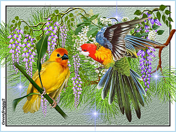 BIRD COLLAGE, COLLAGE, , ABSTRACT, BIRD HD wallpaper