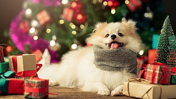 Happy Christmas Pup, dog, packages, Christmas, tree, decorations HD wallpaper